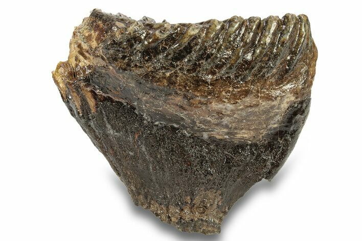 Fossil Juvenile Woolly Mammoth Molar - Siberia #259868